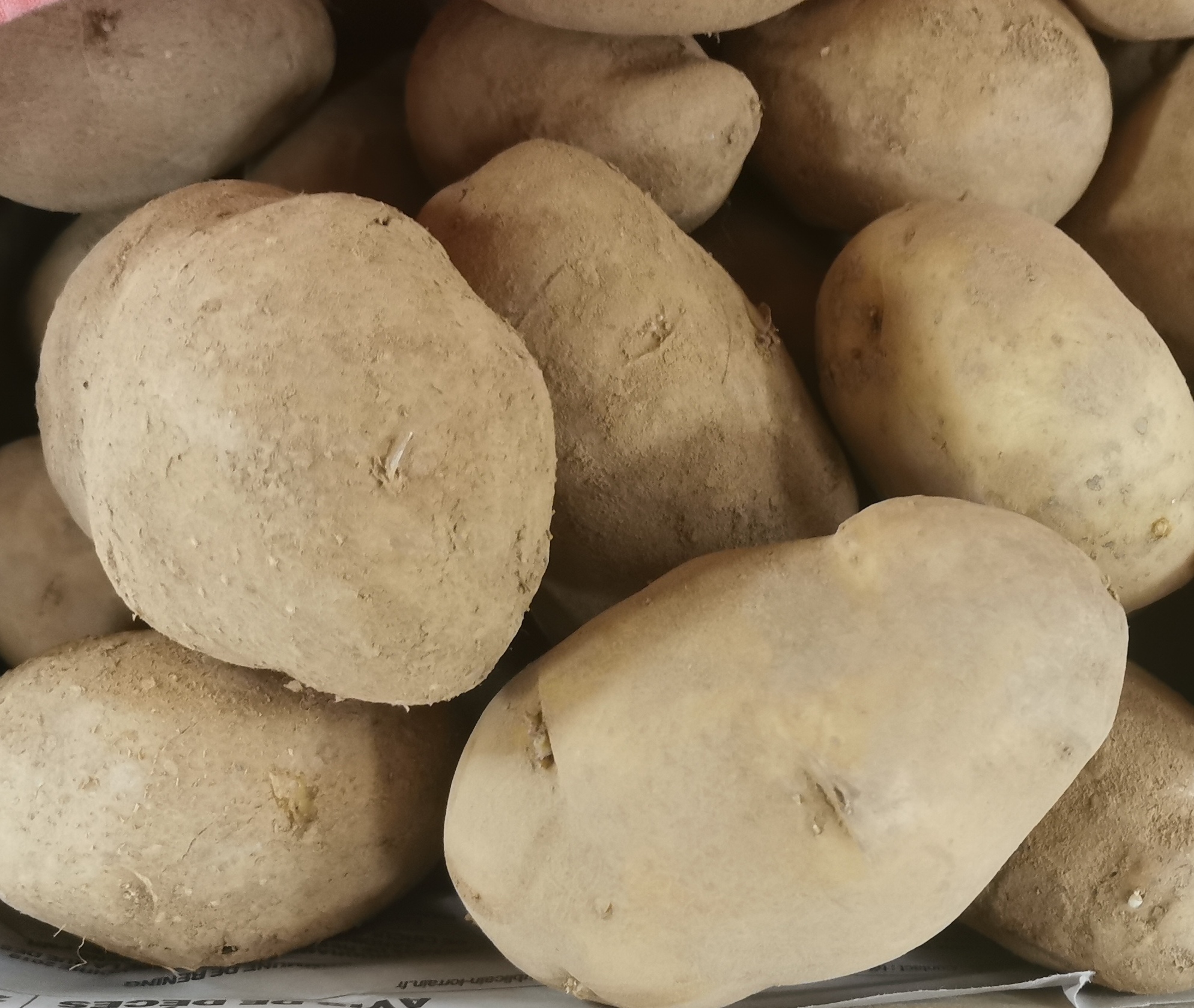 Pomme de terre Agria