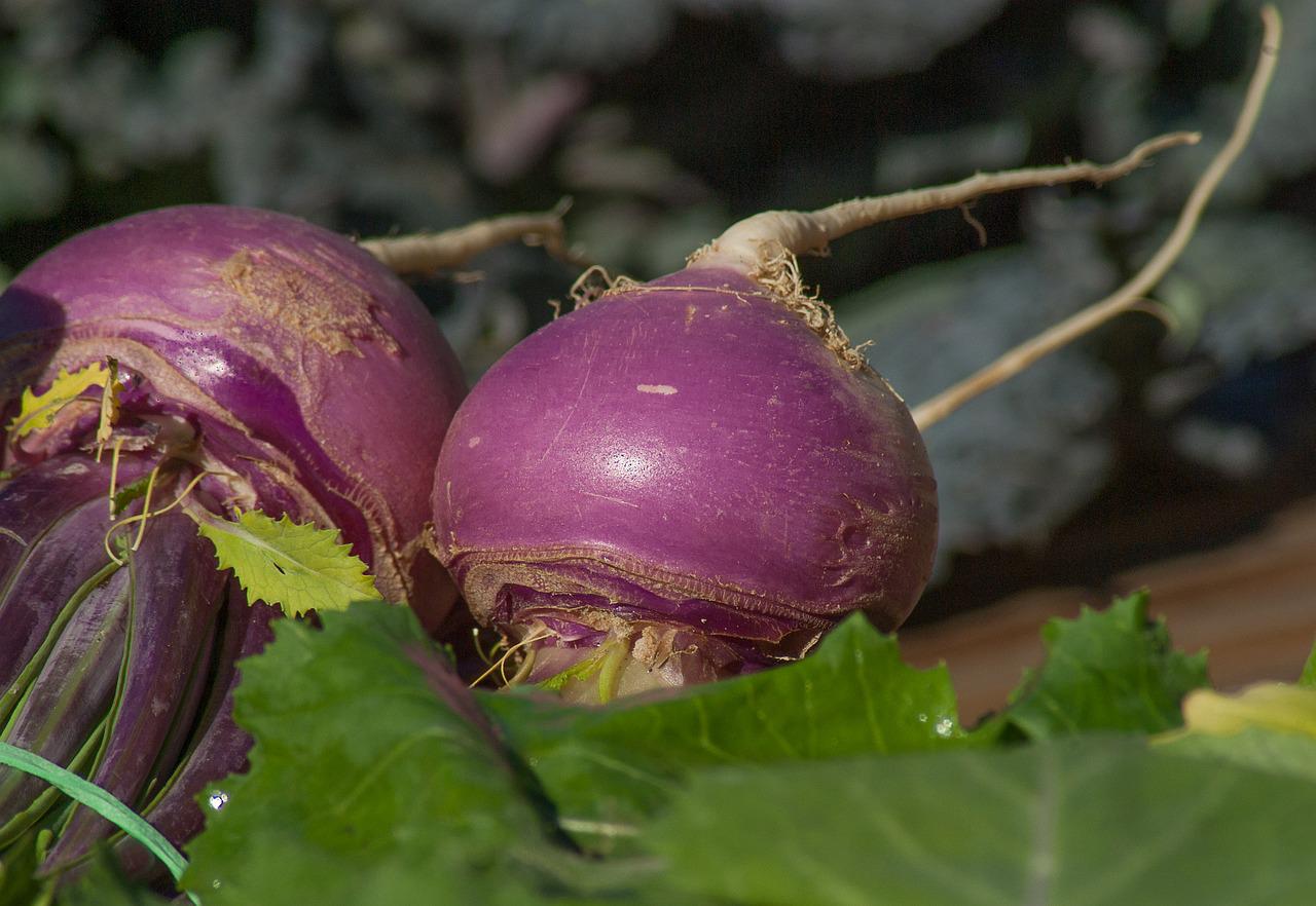 Navet Violet Nouveau