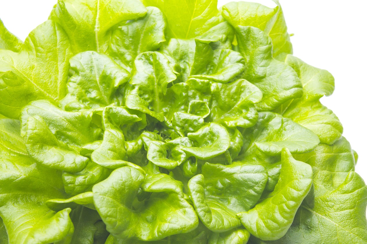 Feuille de chêne verte