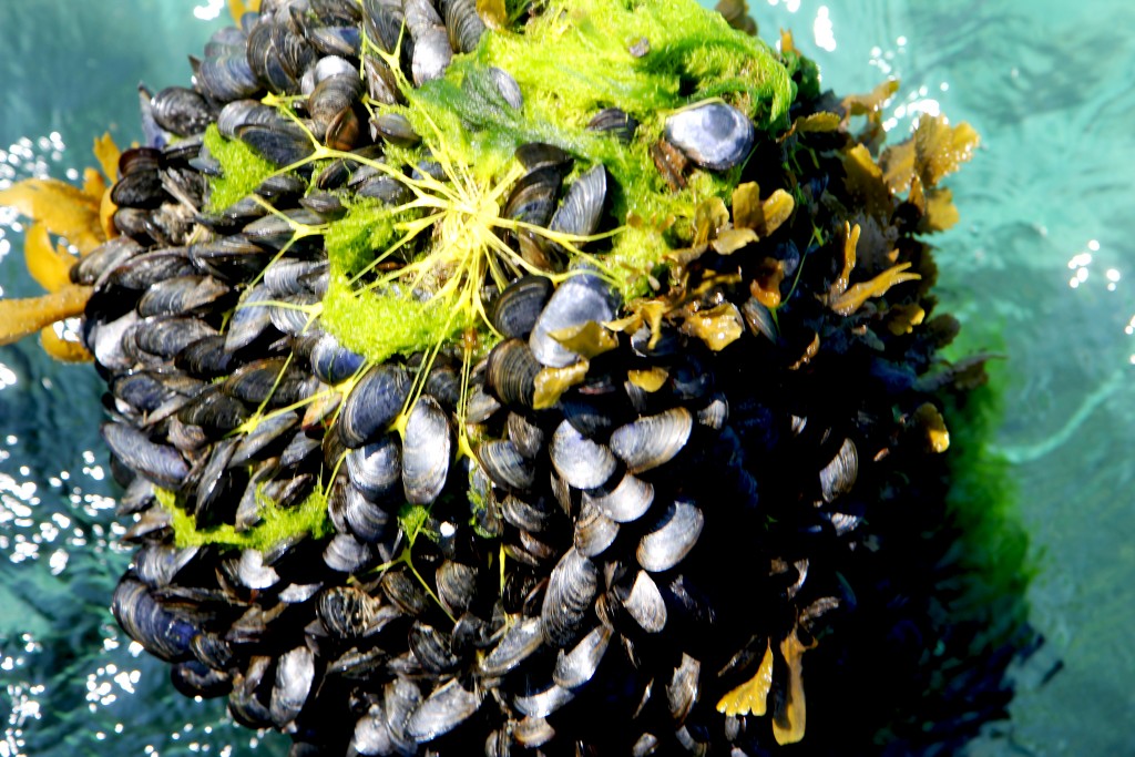 Moules de Bouchot (barquette 1,4kg)