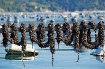 Moules de Corde en VRAC (kg) – Image 4