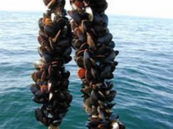 Moules de Corde en VRAC (kg) – Image 5