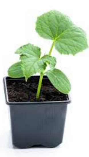 Plant Poivron Jaune, Orange ou Violet - tourbe pot 7cm/7cm – Image 2