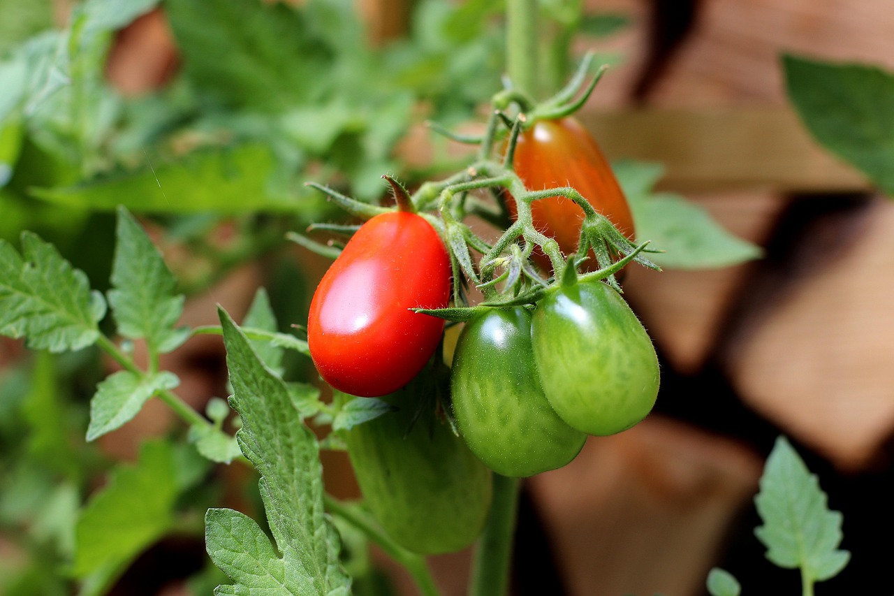Plant Tomate Cerise Allongée rouge - pot 11cm
