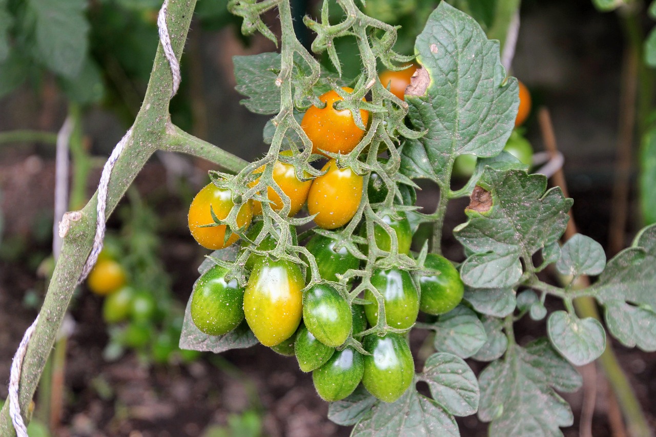 Plant Tomate Cerise Allongée orange - pot 11cm